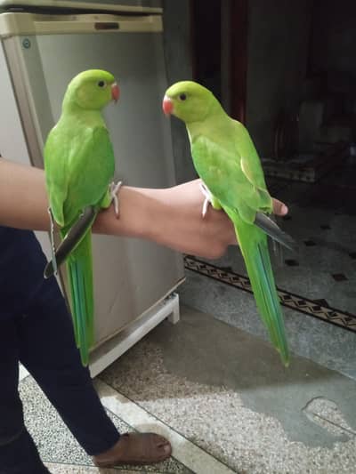 Hand tame parrot
