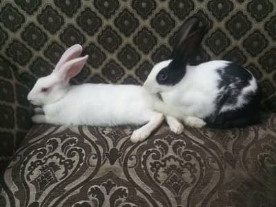 Rabbits pair and single are available in cheap prices.