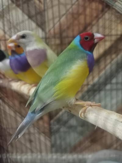 Lady gouldian Finch