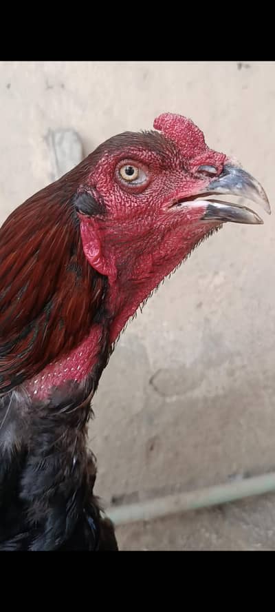 barma male thai female cross