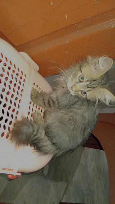 PARSHION AND TURKISH KITTENS