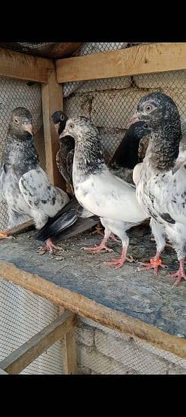 prwazi bachy for sale