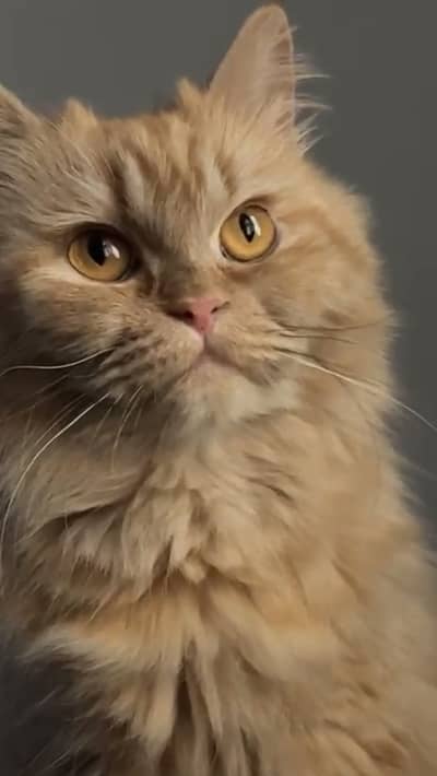 Triple-coated Persian cat is available for sale under your budget.