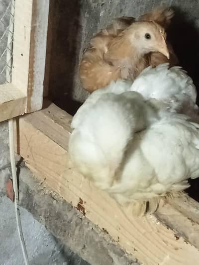 golden buff chicks 2 month and white buff