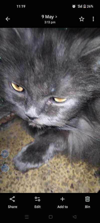 Persian cat