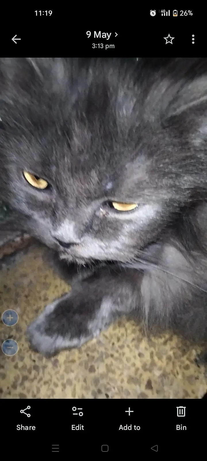 Persian cat