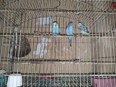 1 pair and one single male with one big cage
