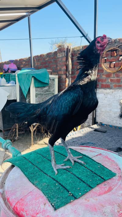 imported female for sale exchange Eno cocktail