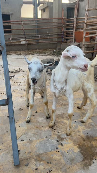 Teddy kids goat pair