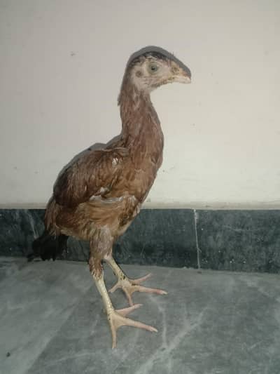 aseel Sindhi pathi for sale 03224186572