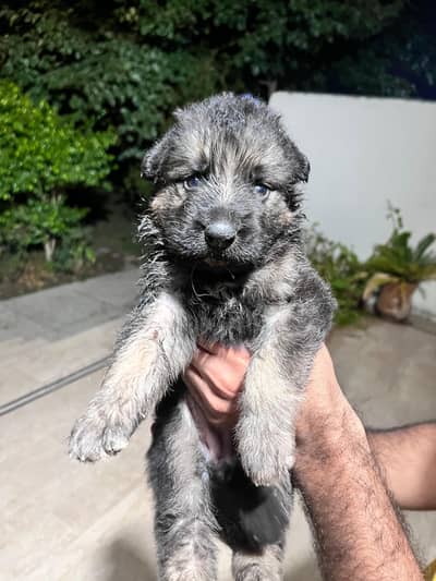 female puppy