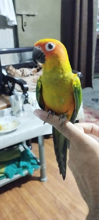 Top quality sunconure red factor hand tame female