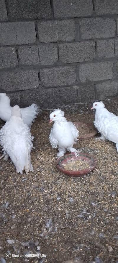 Frill Back pigeons