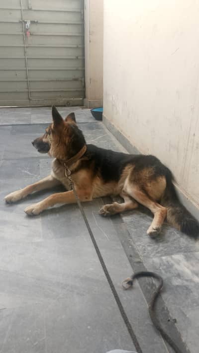 Dog for sale