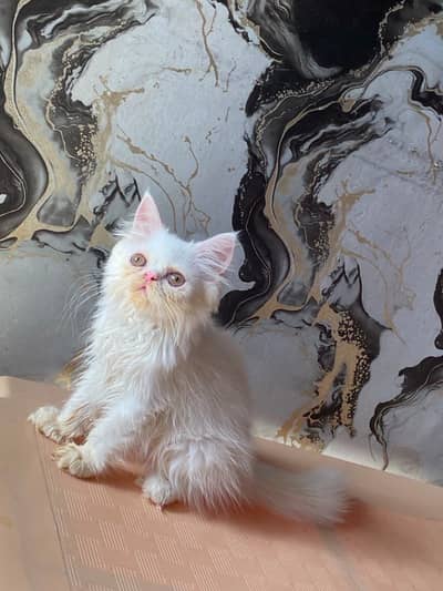 Punch Face Male Kitten