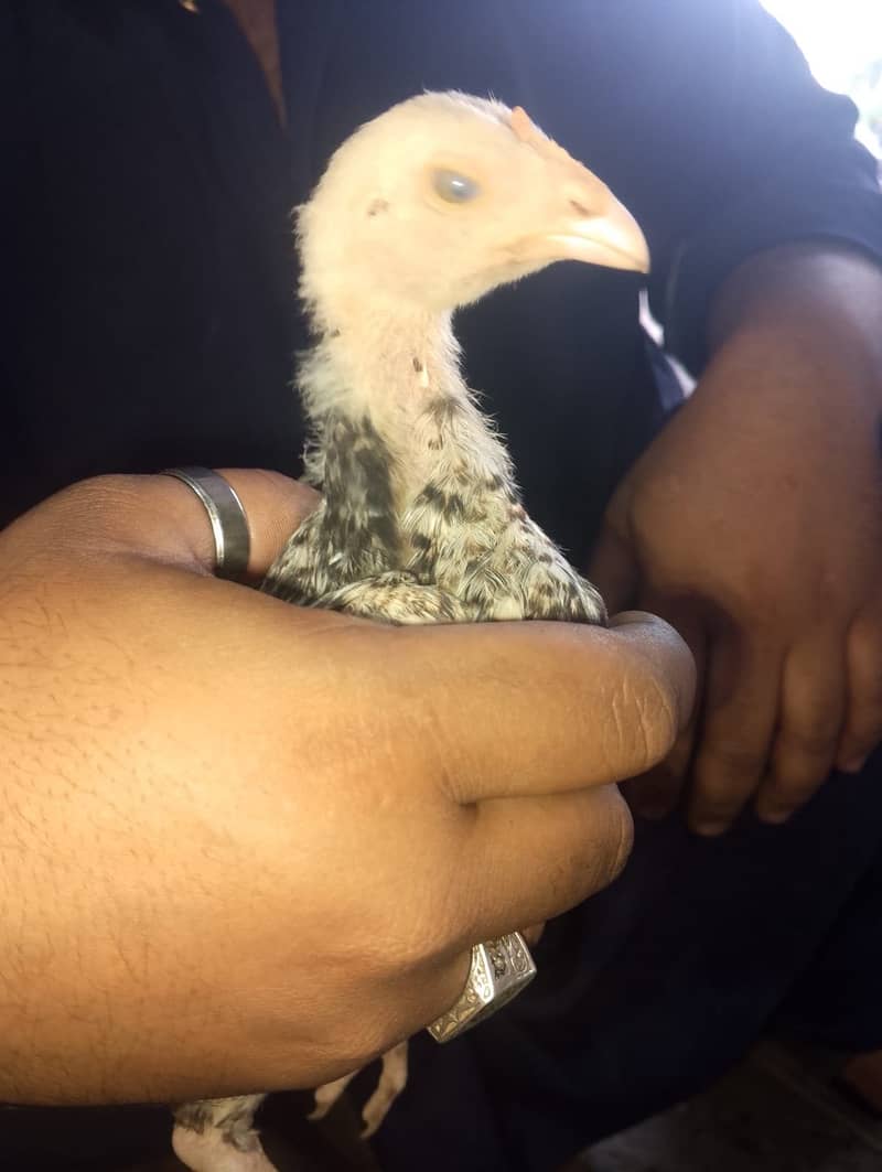 Chicks 0
