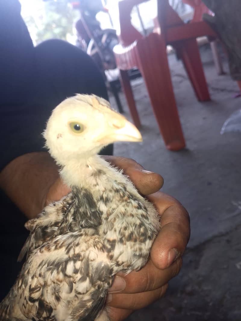Chicks 1