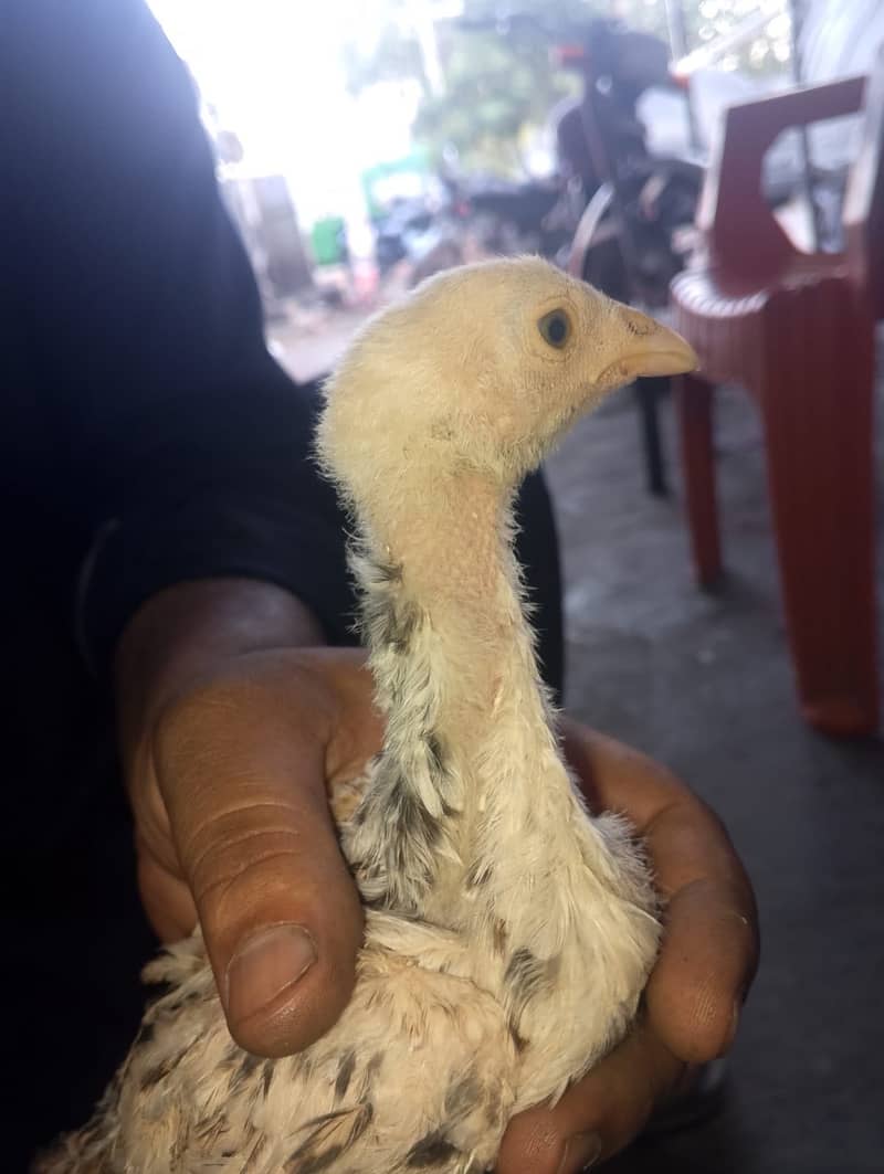 Chicks 2