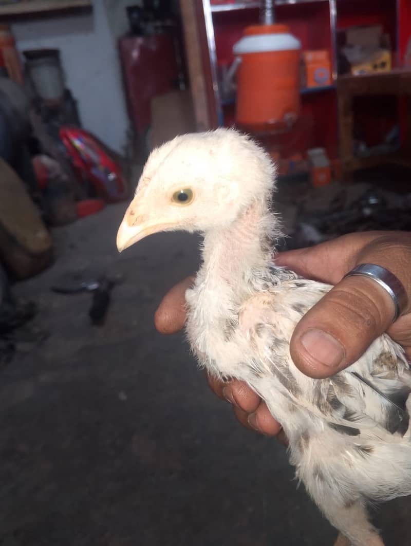 Chicks 3
