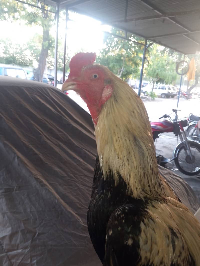 Chicks 4