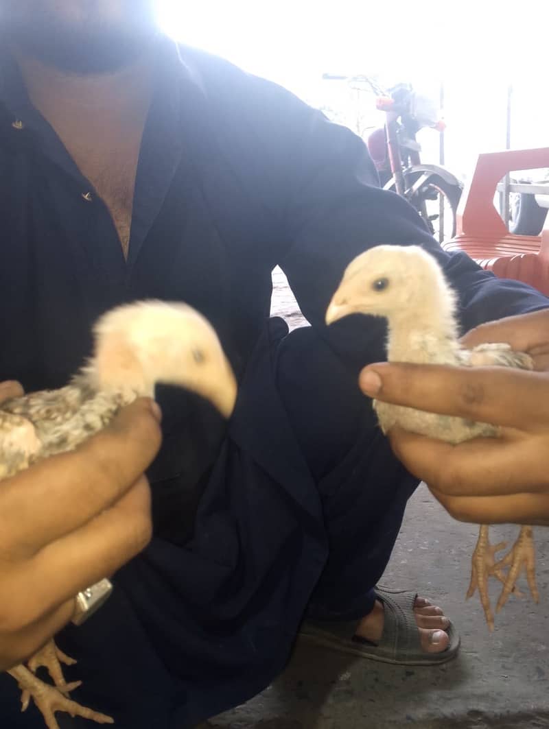 Chicks 5