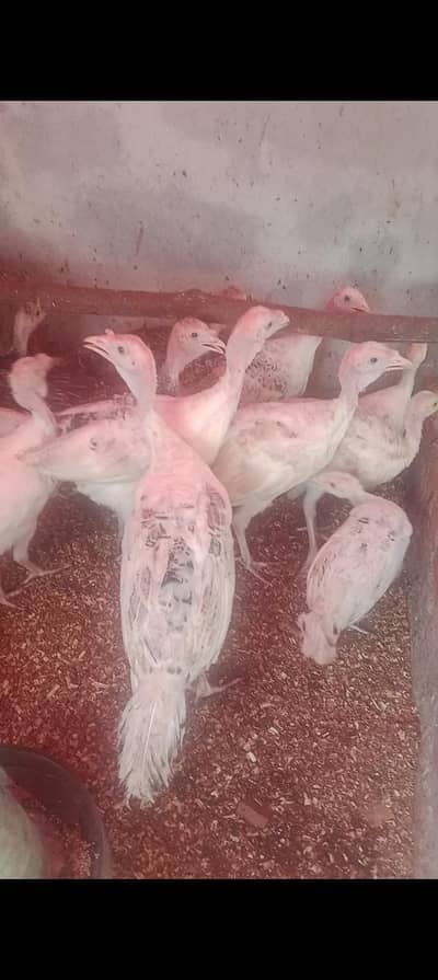 turkey male