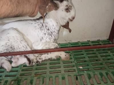 vip bakri aur vvvip bacha
