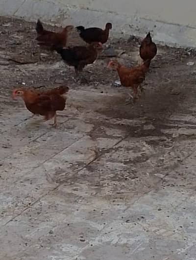 golden misri chiks