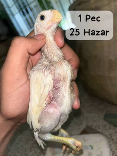 Indian Parrot Beak , Heera , Qandari , Oh Shamo WHITE