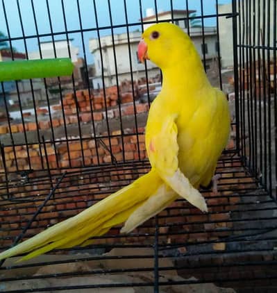 Yellow Ring Neck Male