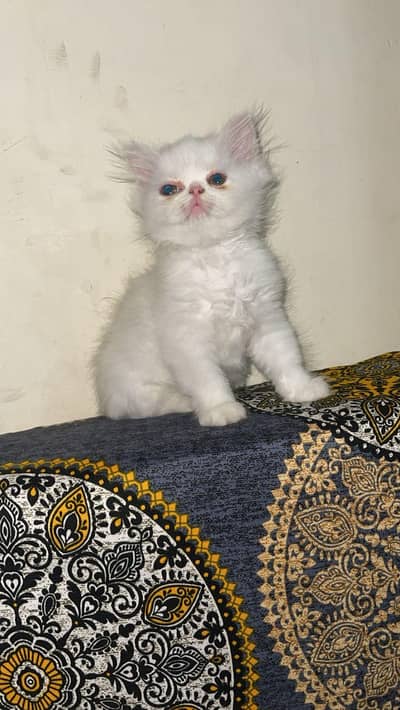 Persian kitten| punch face| triple coat|