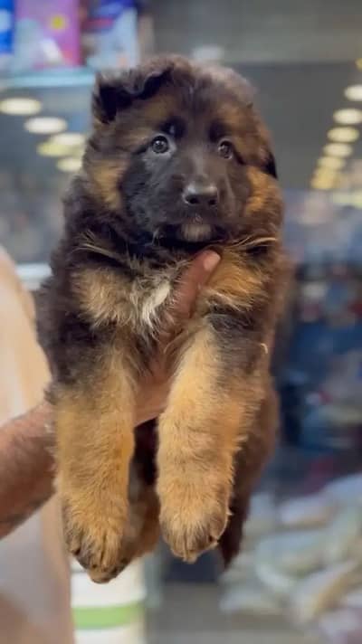 Top Quality German Shephard Puppies For Sale