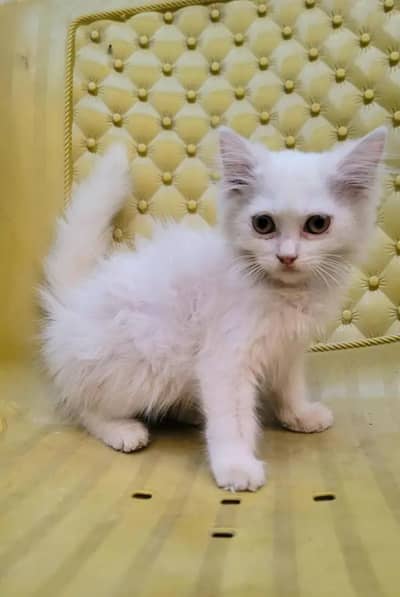 persian kitten
