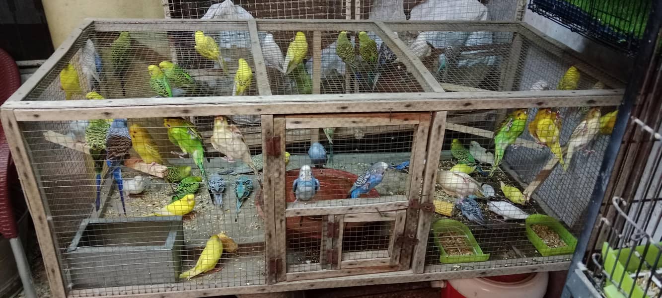Budgies lovebirds java conure 0
