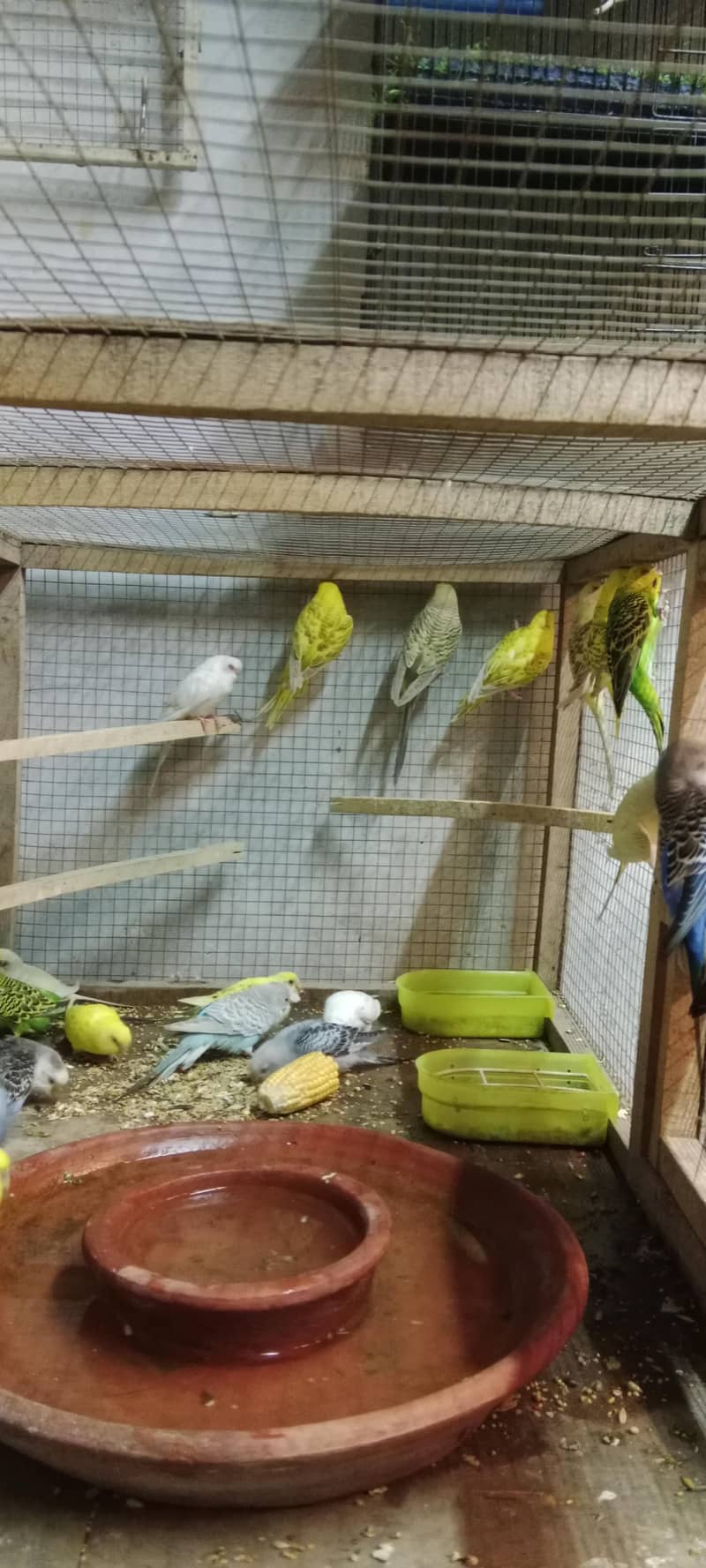 Budgies lovebirds java conure 1