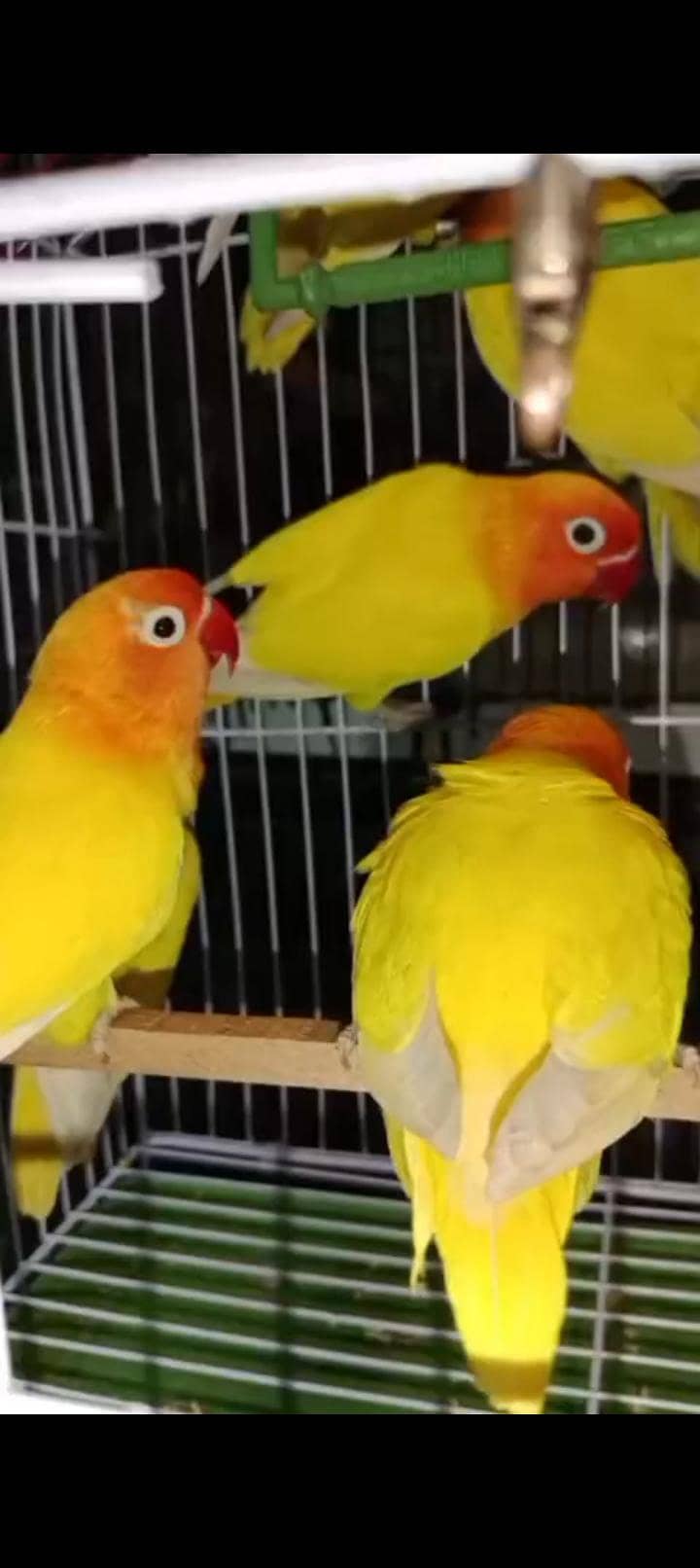 Budgies lovebirds java conure 2