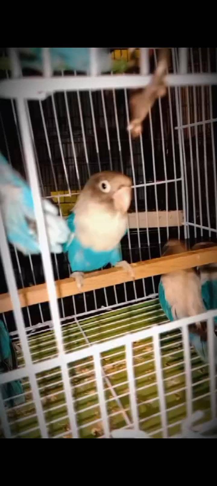 Budgies lovebirds java conure 3