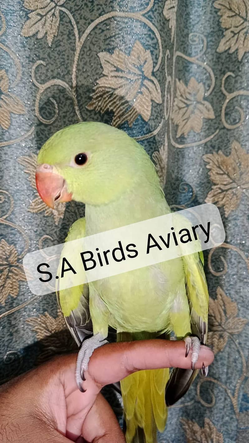 Budgies lovebirds java conure 5