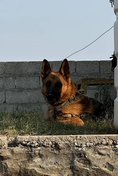 German Shepherd