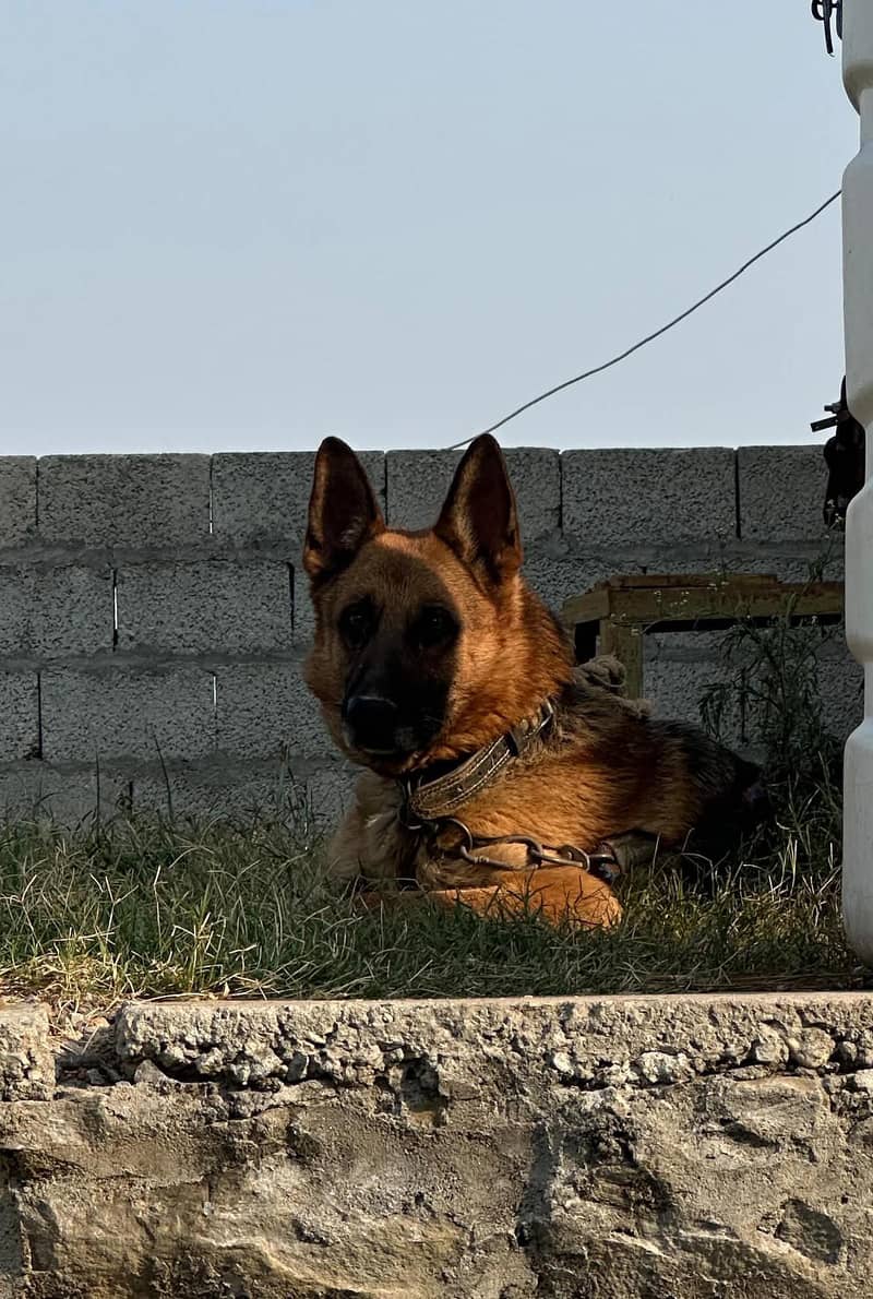 German Shepherd 0