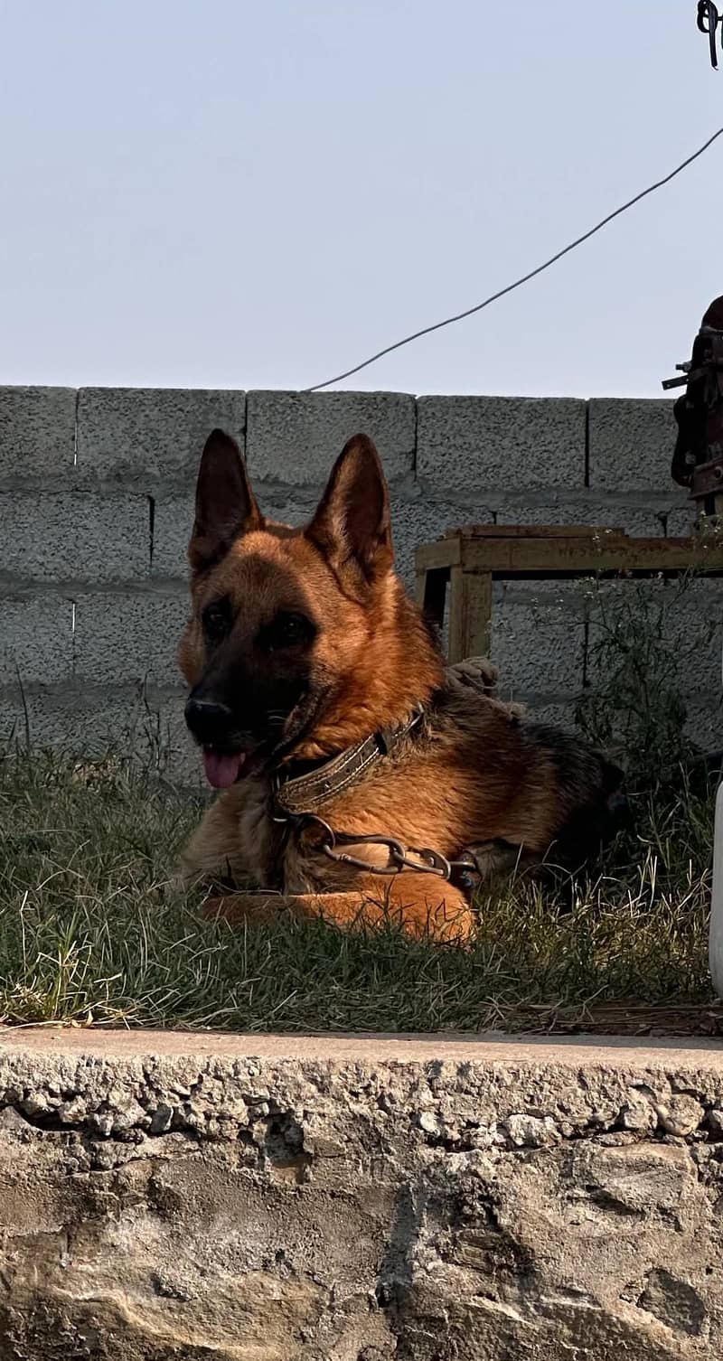 German Shepherd 1
