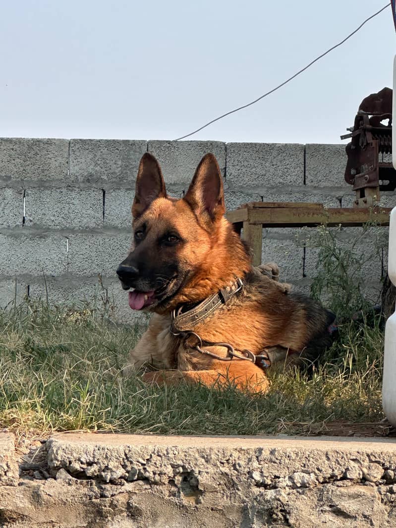 German Shepherd 2