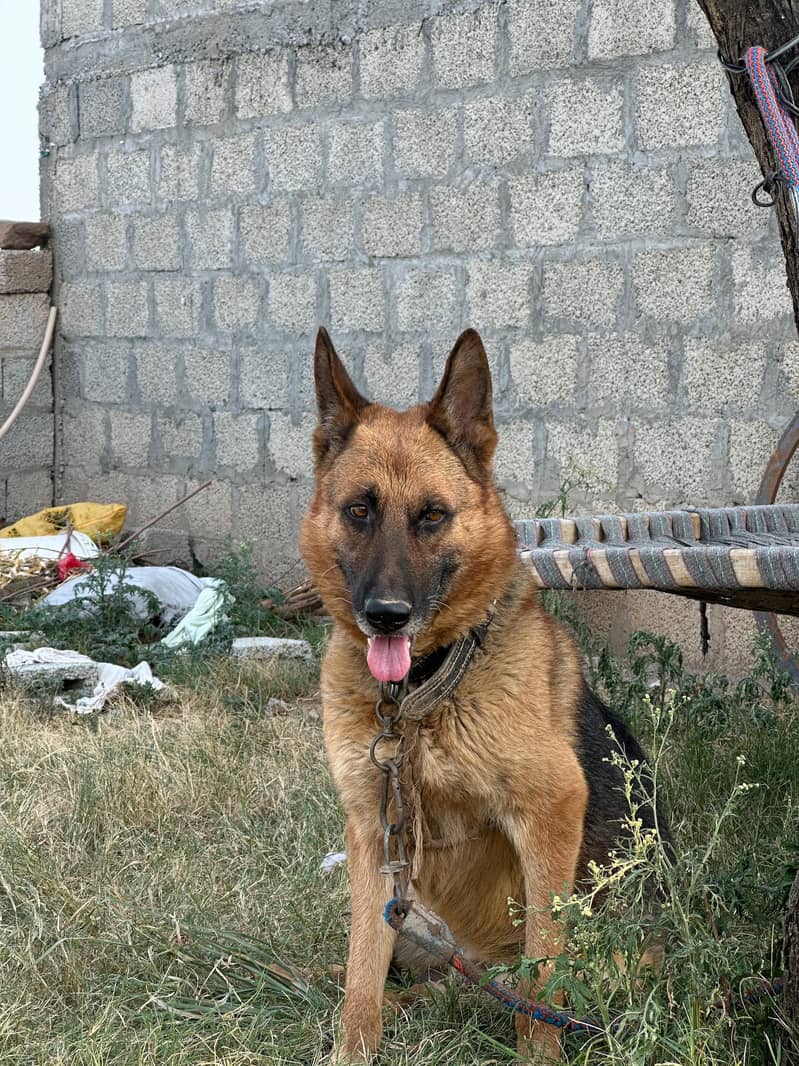 German Shepherd 3