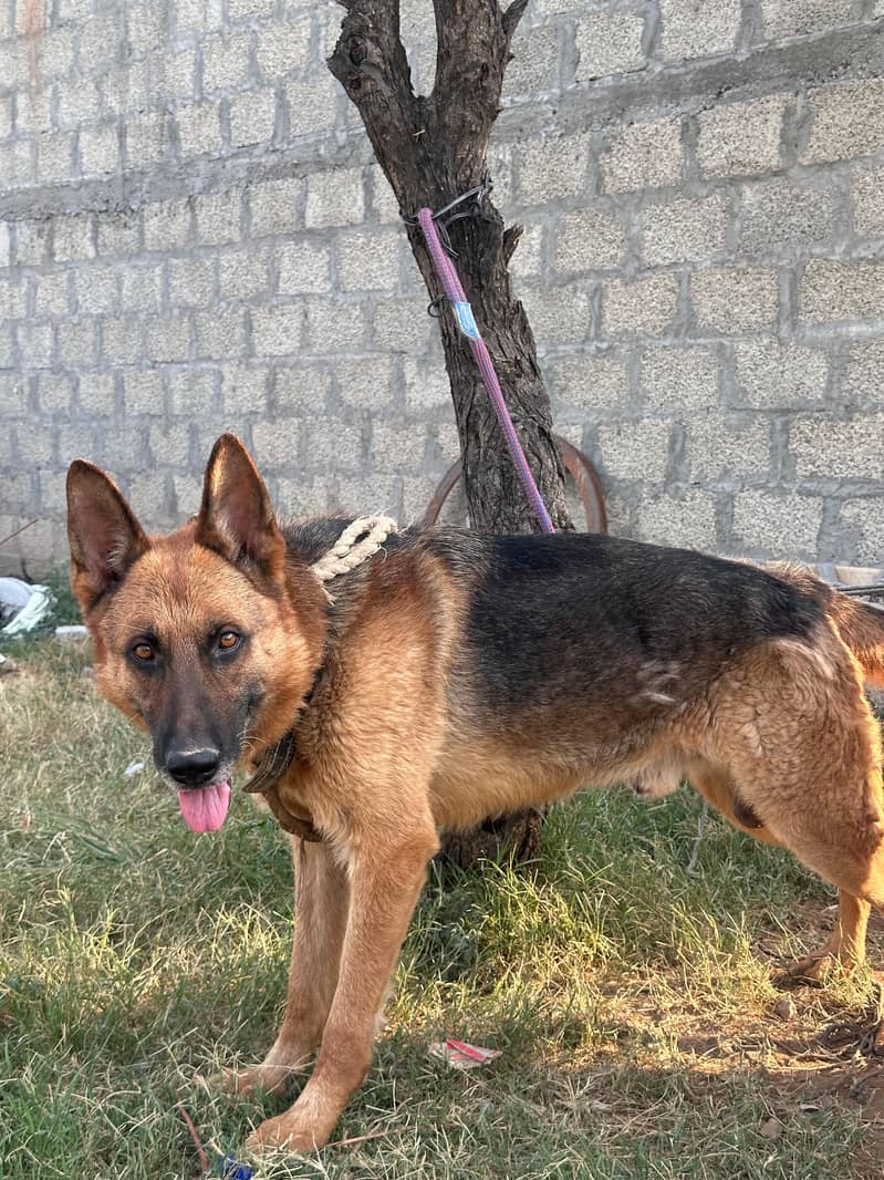 German Shepherd 4