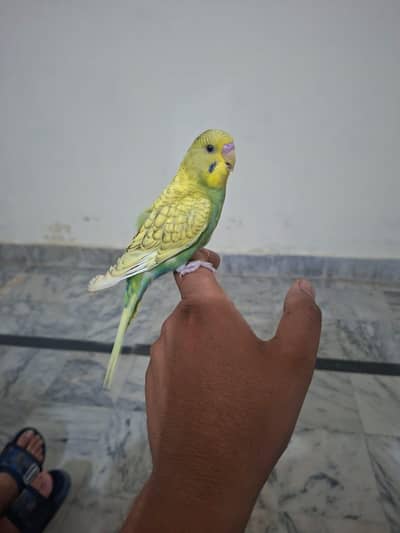 hand tame bajree