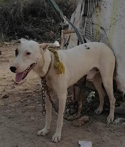 gultair male spacial for security Gard dog