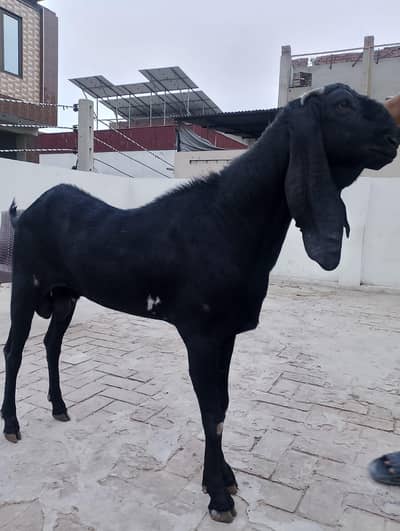 bakra
