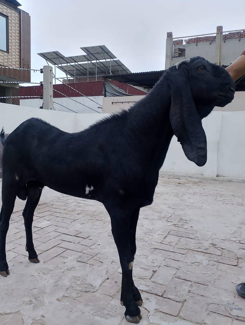 bakra 2