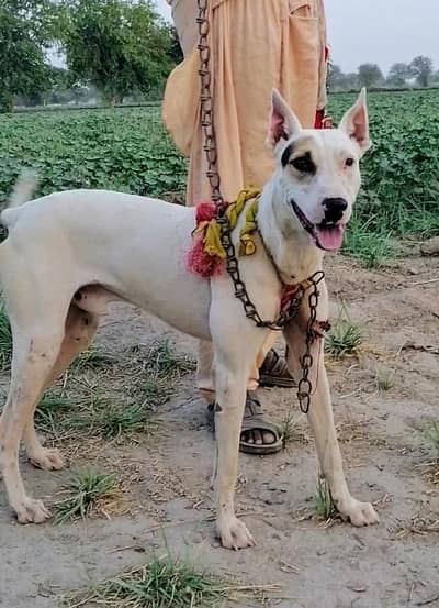 gultair male available for sale