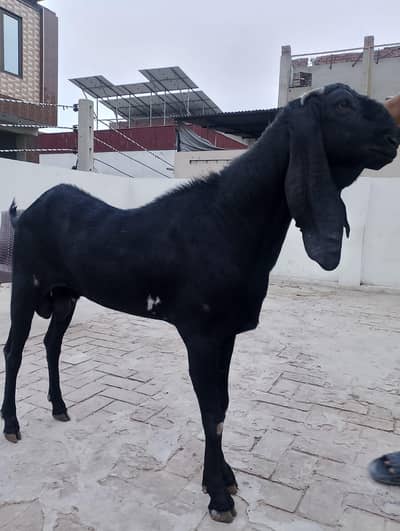 Bakra